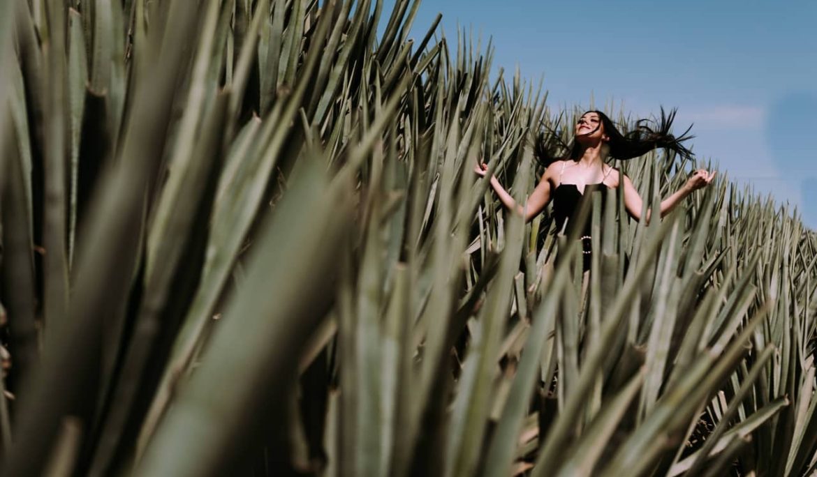 Agaves